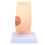 Anatomisches Brustmodell PVC für Lehrzwecke 3