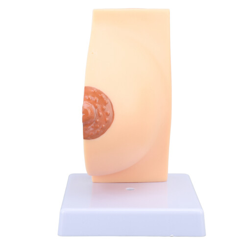 Anatomisches Brustmodell PVC für Lehrzwecke 2