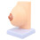 Anatomisches Brustmodell PVC für Lehrzwecke 2