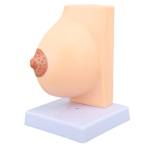 Anatomisches Brustmodell PVC für Lehrzwecke 1