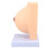 Anatomisches Brustmodell PVC für Lehrzwecke 4
