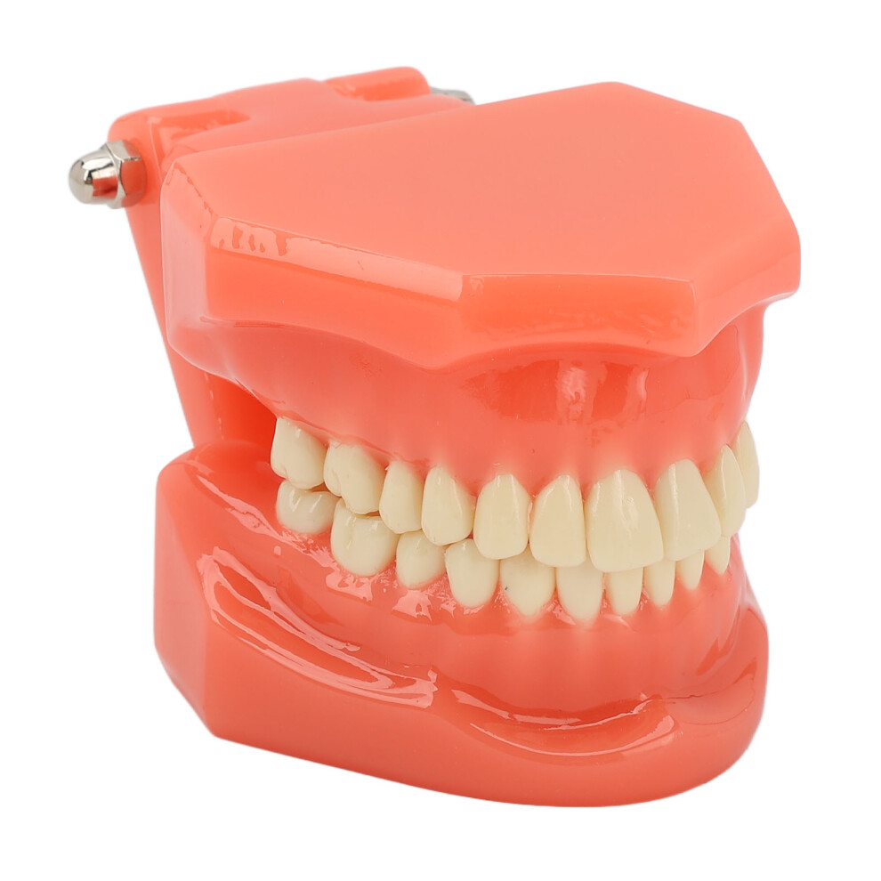 Teeth Model Display Standard Typodont Dental Teaching Study