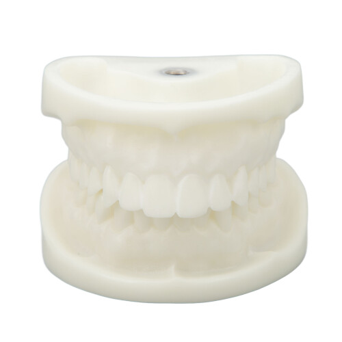 Tooth Model Educational White Corundum Dental Teaching
