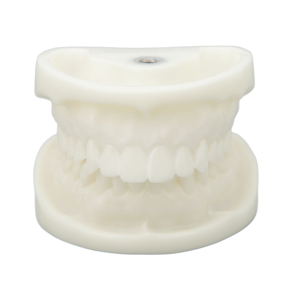 Tooth Model Educational White Corundum Dental Teaching