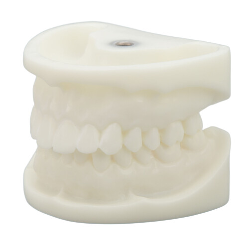 Tooth Model Educational White Corundum Dental Teaching 2