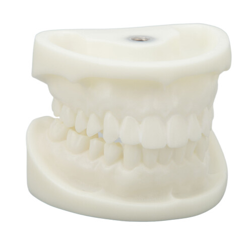 Tooth Model Educational White Corundum Dental Teaching 1