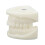 Tooth Model Educational White Corundum Dental Teaching 4