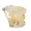 Transparent Dental Implant Model for Teaching 1