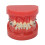 Ceramic Orthodontic Demo Model 24 Teeth with Brackets and Wires 1