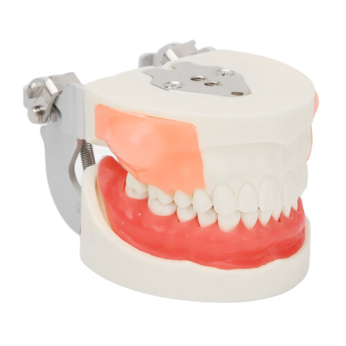 Bilateral Cystic Tooth Model for Teaching