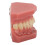 28-Tooth Orthodontic Teaching Study Model 4