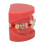 Ceramic Orthodontic Demo Model 24 Teeth with Brackets and Wires 4