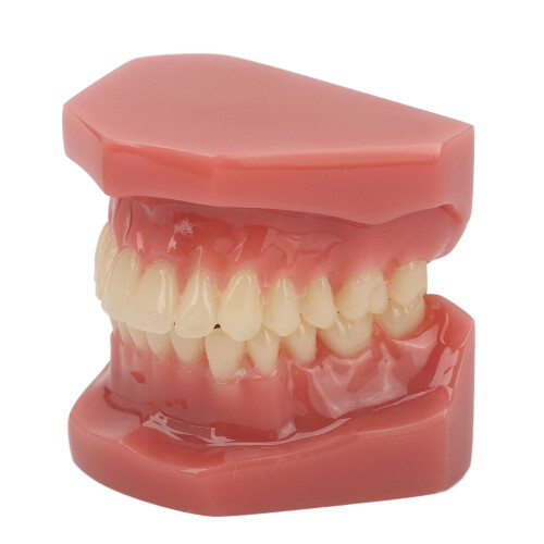 28-Tooth Orthodontic Teaching Study Model 1