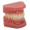 28-Tooth Orthodontic Teaching Study Model 3