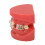 Ceramic Orthodontic Demo Model 24 Teeth with Brackets and Wires 5