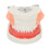 Bilateral Cystic Tooth Model for Teaching 3