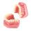 Ceramic Orthodontic Model Teeth Metal Wires Bracket Teaching 1