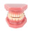 Ceramic Orthodontic Model Teeth Metal Wires Bracket Teaching 5