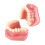 Ceramic Orthodontic Model Teeth Metal Wires Bracket Teaching 2
