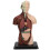 Human Body Model Detachable Unisex Torso for Teaching Study 1
