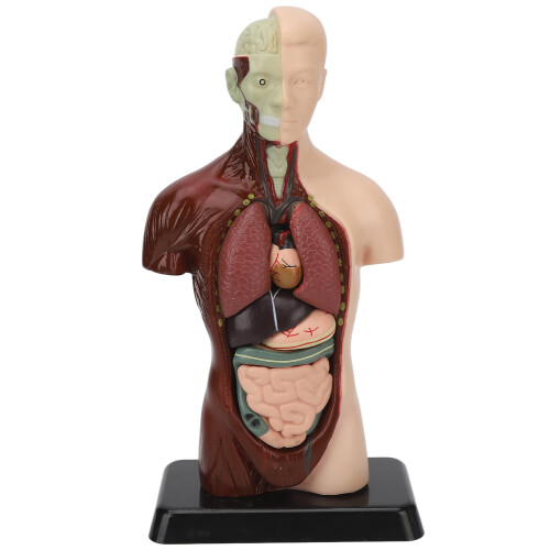 Human Body Model Detachable Unisex Torso for Teaching Study