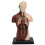 Human Body Model Detachable Unisex Torso for Teaching Study 4
