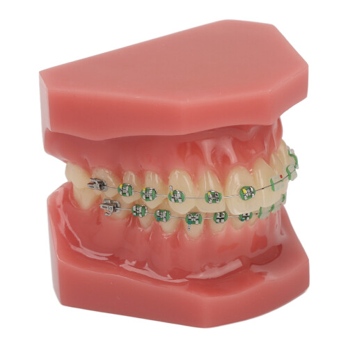 Dental Orthodontic Model Teeth with Metal Wires Bracket Teaching 2