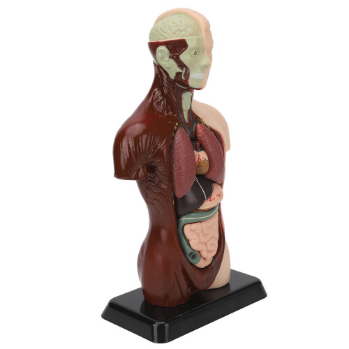 Human Body Model Detachable Unisex Torso for Teaching Study 1