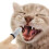 4 Par Och Katt Skräddar Djurskräddar 8