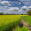 Ricefield Ål Fälla Fälla Portabel Hummer Fälla 2