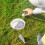 4 putting cup ring golf oefenmateriaal hulpmiddel 7