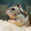 2 Påsar Hamsterpappersflis Djurbäddning Papper Beige 8