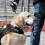 2St Broderade Servicehund Plåtor Får Inte För Hundidentifiering 4