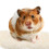 2 Påsar Hamsterpappersflisor Djurbäddning Papper Beige 7