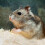 2 Påsar Hamsterpappersflisor Djurbäddning Papper Beige 8