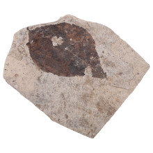 Science Teaching Fossiliserad Mönster
