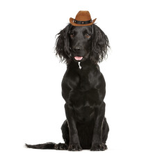 Creative Dog Hat Pet Headdress Cat Photo Prop (Coffee)
