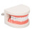 Resin-Karieszahnmodell für Studenten-Lehre 1