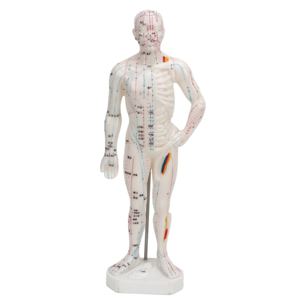 Human Body Acupuncture Model Portable Meridian Points 10.2in