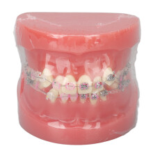 Disassembled Resin Teeth Model for Dental Teaching Research