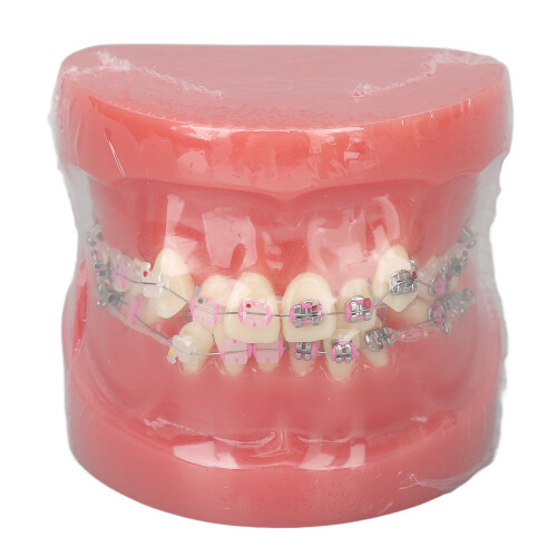 Disassembled Resin Teeth Model for Dental Teaching Research