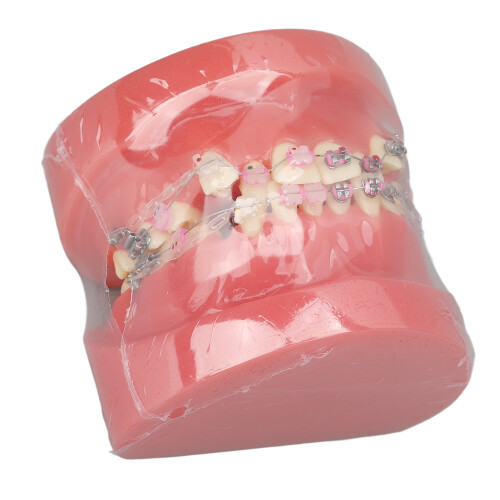 Disassembled Resin Teeth Model for Dental Teaching Research 2