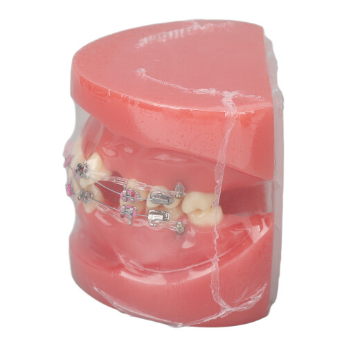 Disassembled Resin Teeth Model for Dental Teaching Research 1