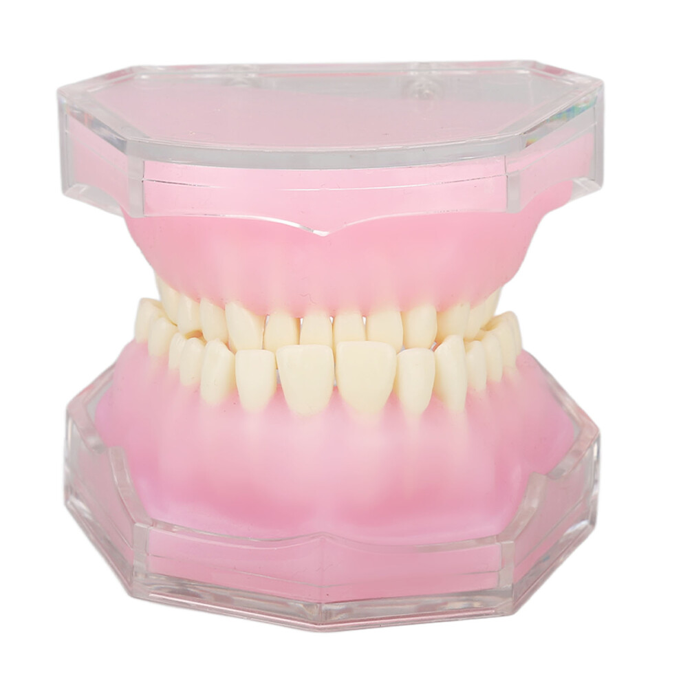 Tooth Model Resin Detachable Dental Teaching Implant