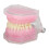 Detachable Resin Tooth Model for Dental Teaching Implant 3