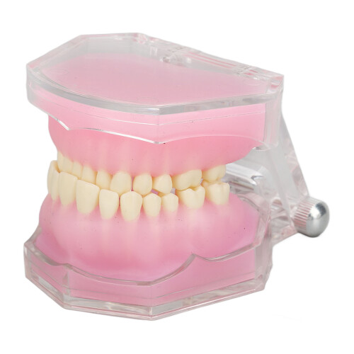 Detachable Resin Tooth Model for Dental Teaching Implant 2