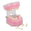 Detachable Resin Tooth Model for Dental Teaching Implant 4