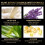 Jaysuing 2 Pairs Lavender Foot Mask Exfoliating Moisturizing 2