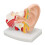 Human Ear Anatomical Model Clear Inner Ear Education Display 1