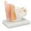 Human Ear Anatomical Model Clear Inner Ear Education Display 5